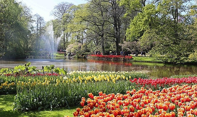 Không chỉ là công viên hoa nổi tiếng thế giới, nơi đây còn là điểm trưng bày các giống hoa, củ hoa tốt nhất của hàng trăm nhà nông Hà Lan.
