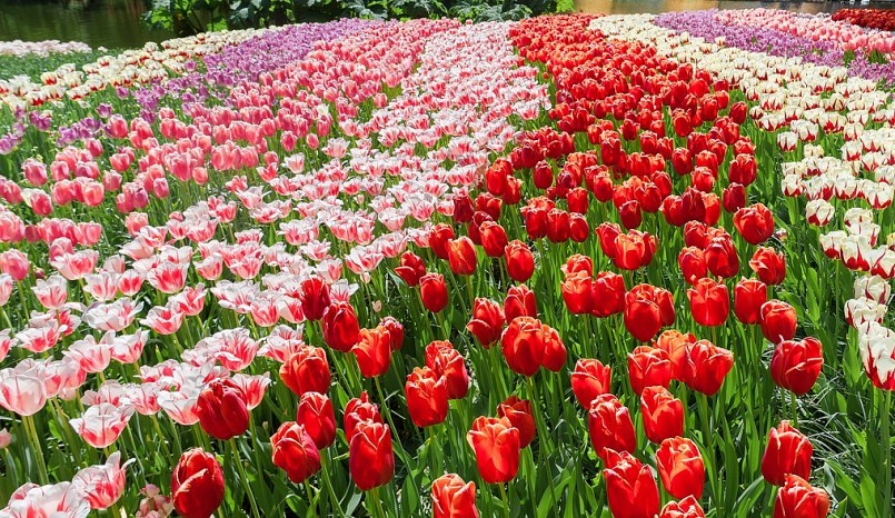 Trăm hoa tulip trổ sắc trải những thảm màu óng ánh ở Hà Lan.