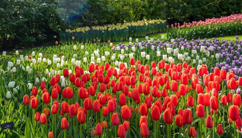 Hằng năm, trên một triệu lượt du khách đến với Keukenhof để được đắm mình trong vườn hoa rộng 32 hécta, với hàng triệu bông hoa đủ chủng loại và sắc màu, trong đó nổi tiếng nhất và nổi bật nhất là hoa Tuylip.
