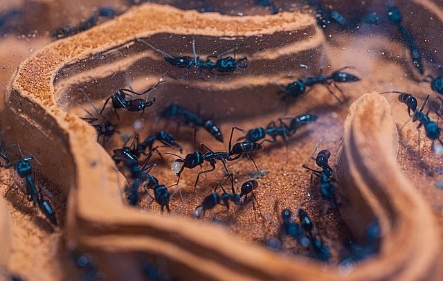 Đi sâu vào thế giới của loài kiến anh đã khám phá ra những điều bất ngờ.