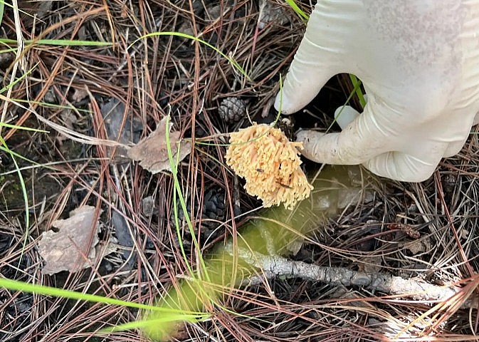 Hái nấm ở Đà Lạt - trải nghiệm thú vị vào mùa mưa