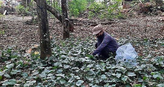 Bà Lê Thị Dần rong ruổi khắp nơi, cứ thấy đám rau lá lốt tươi tốt trong rừng cao su là tấp vào hái. (Ảnh La Giang)