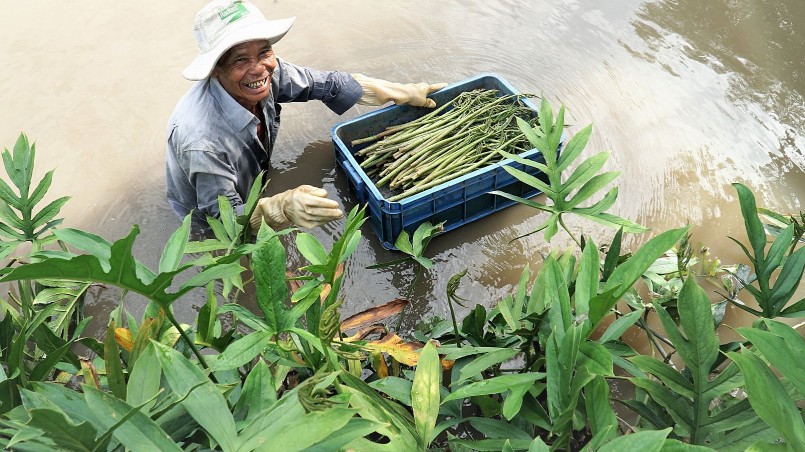 Nhiều người dân lựa chọn công việc hái rau dại để mưu sinh.