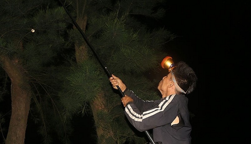 Người dân chiếu đèn lên cây phi lao để săn bắt bọ vừng.