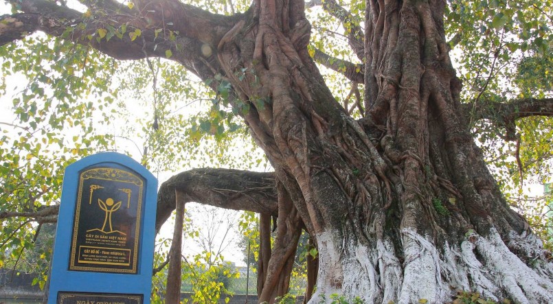 cây bồ đề gần 1.000 tuổi ở Nam Định được xếp vào hạng kỳ quan với kiểu dáng vô cùng độc lạ