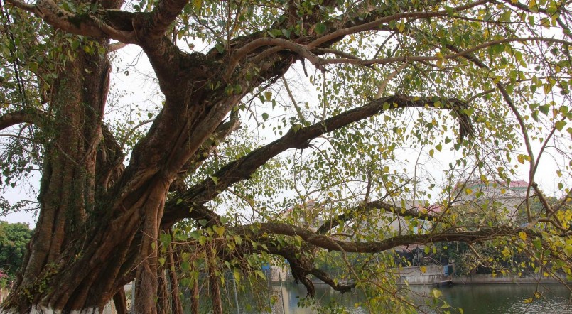 cây Bồ Đề hơn 900 tuổi đã