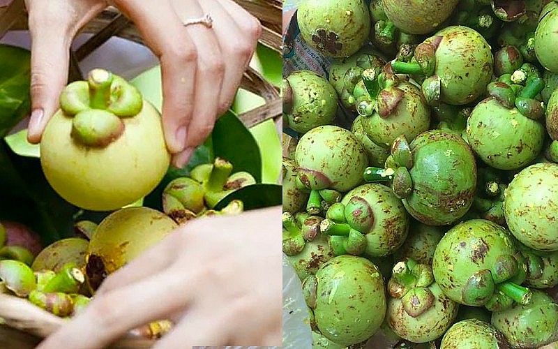 Loại quả ăn xanh ngon hơn ăn chín, giá nửa triệu đồng/kg cũng không có để mua