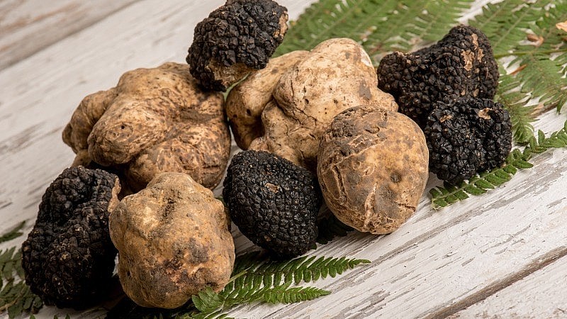 Nấm truffle