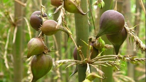 Loại cây mọc đầy ở Việt Nam “trăm năm mới kết trái”, nhưng hễ ra quả là điềm gở