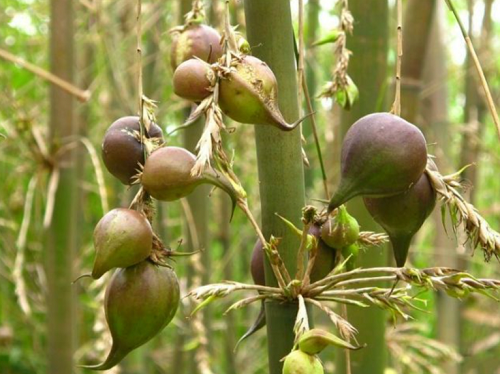 Loại cây mọc đầy ở Việt Nam “trăm năm mới kết trái”, nhưng hễ ra quả là điềm gở