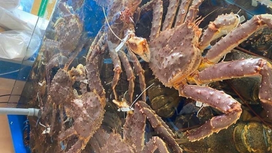 Giá cua hoàng đế tăng chóng mặt, gần 3 triệu đồng/kg cũng không có để mua