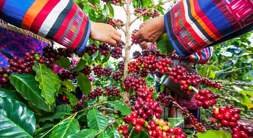 Giá nông sản hôm nay (11/5), cà phê biến động dữ dội trên sàn kỳ hạn khi giá Robusta tại London tăng mạnh hỗ trợ giá cà phê trong nước tăng thêm 600 đồng/kg.