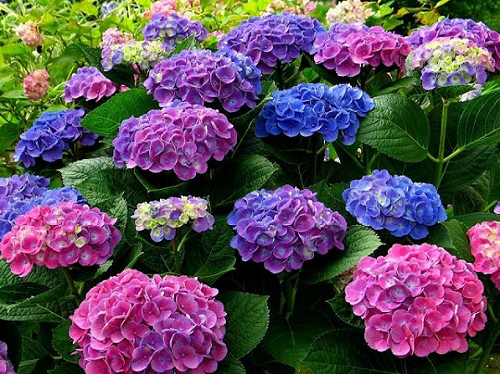 5 loại hoa không “uống giấm” thì không nở, mỗi tháng một thìa nụ lên tua tủa, hoa nở liên tục