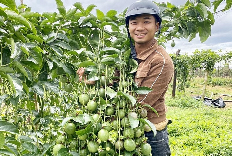 Với hơn 6 ha chanh dây, năm nay, gia đình anh Đinh Đức Toàn (làng Ku Ton, xã Ia Pếch, huyện Ia Grai) thu về trên 3 tỷ đồng.