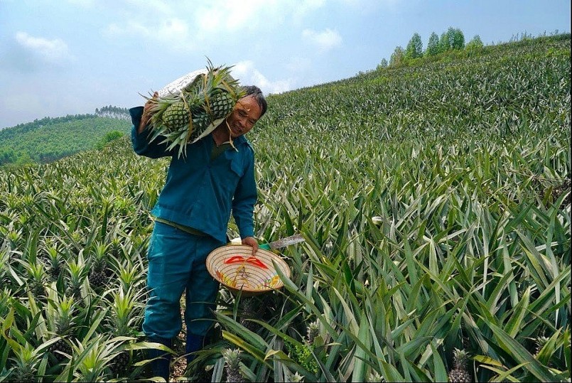 Bắc Giang: “Dứa bốn mùa” Hương Sơn được mùa, được giá