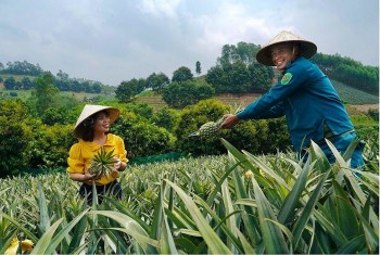 Bắc Giang: “Dứa bốn mùa” Hương Sơn được mùa, được giá