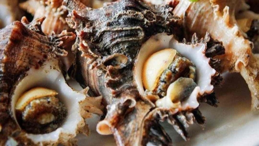 Một loài ốc lừng danh mang tên chúa tể sơn lâm trên biển Cô Tô có xứng tầm "kỳ quan ẩm thực"?