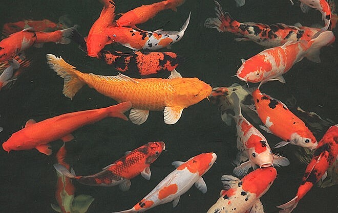 Kích thước của mỗi chú cá sẽ rơi vào khoảng 40 – 90 cm.