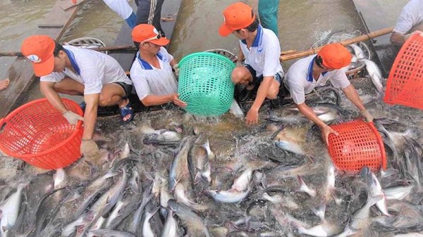 Xuất khẩu cá tra sang Trung Quốc đang có xu hướng tích cực