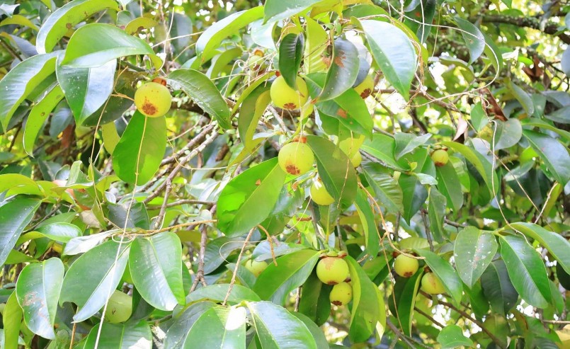 Cây măng cụt trăm tuổi những vẫn cho nhiều trái với hương vị thơm ngon.