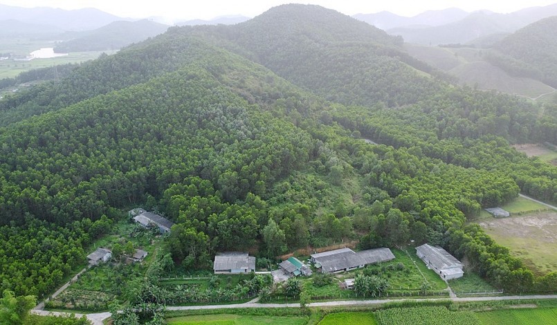 Trang trại tổng hợp rộng 1,5 ha của anh Ngư nằm bên mép đồi keo ở xã Sơn Giang. 