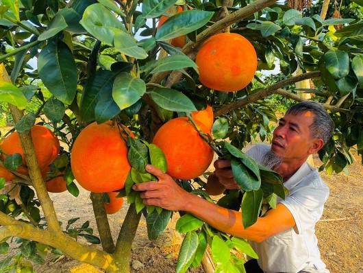 Xây dựng thương hiệu nông sản - “Chìa khoá” phát triển thị trường