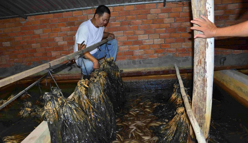 Ông Nguyễn Thanh Hải giới thiệu về mô hình nuôi lươn thịt trong bể xi măng của mình.