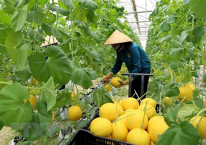 Thanh Hoá xây dựng thương hiệu nông sản là “chìa khoá” phát triển thị trường