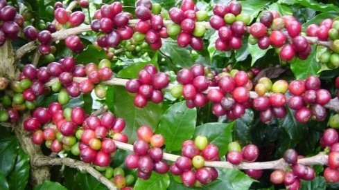 Giá nông sản hôm nay 13/5: Cà phê lấy lại đà tăng, hồ tiêu bất ngờ lao dốc xuống đáy 73.000 đồng/kg