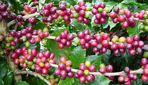 Giá nông sản hôm nay 13/5, giá cà phê diễn biến trái chiều trên sàn kỳ hạn.