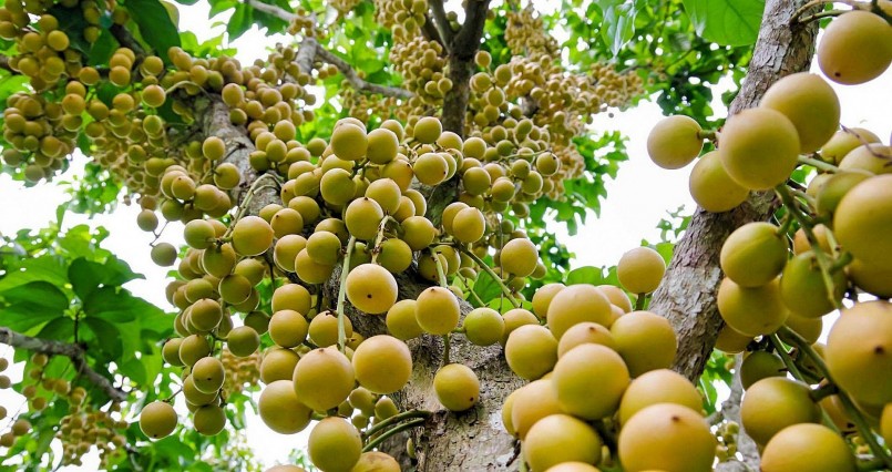 Trong các loại trái cây miền Tây, hiếm có loại nào mà cây trĩu quả như các loại dâu da này.