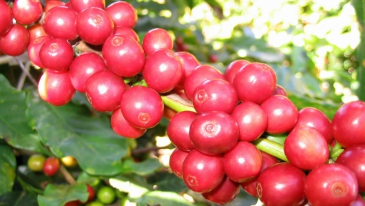 Giá nông sản hôm nay 14/5: Cà phê tăng bùng nổ vào cuối tuần, hồ tiêu vững vàng lập đỉnh mới