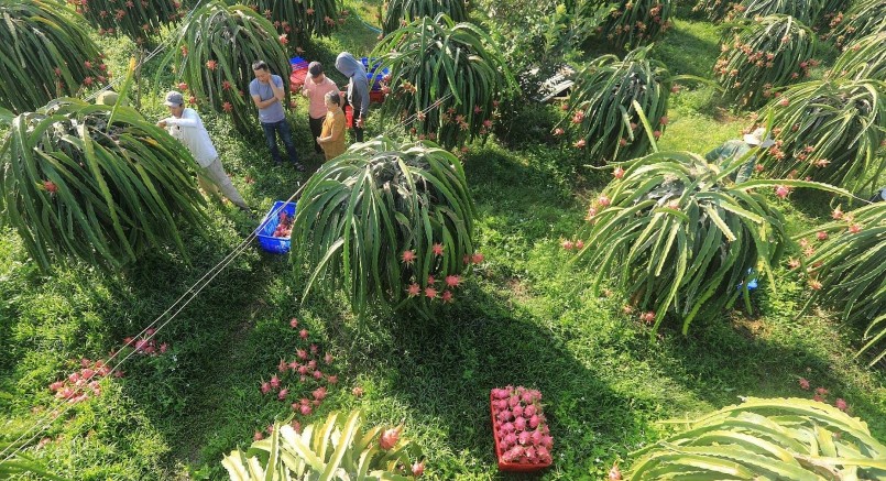 Thanh long là cây trồng chủ lực của tỉnh Tiền Giang.