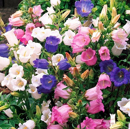 5 loại hoa đẹp “lạ”, mỗi bông như đèn lồng tí hon, trồng một chậu là rực rỡ cả góc nhà
