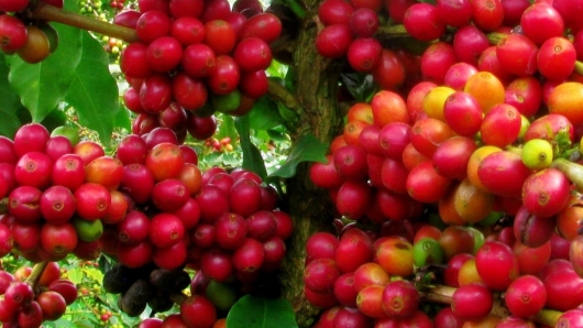 Giá nông sản hôm nay 15/5: Cà phê biến động trái chiều, hồ tiêu giảm mạnh về đáy 72.000 đồng/kg
