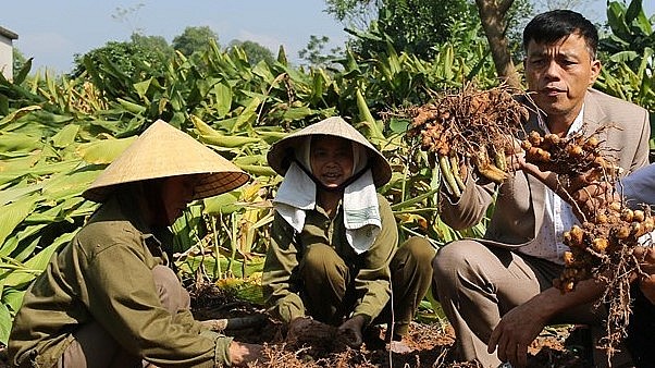 Bà con nông dân xã Nghi Kiều (Nghi Lộc) thu hoạch nghệ.