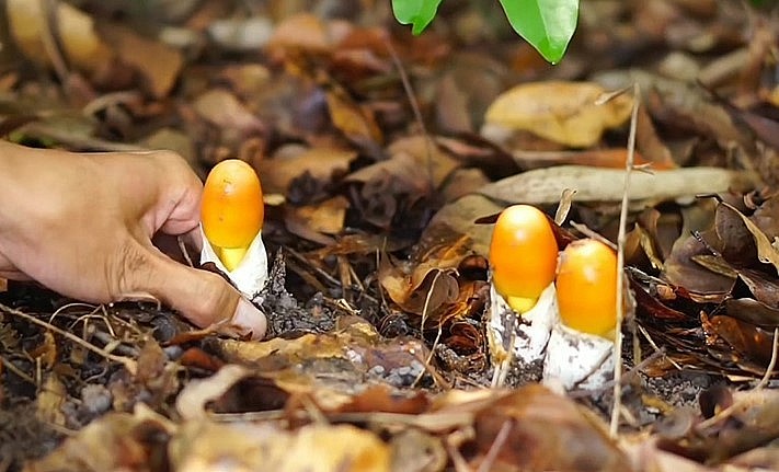 Nấm trứng gà thường mọc nơi đất ẩm chủ yếu ở gốc cây sồi mục.