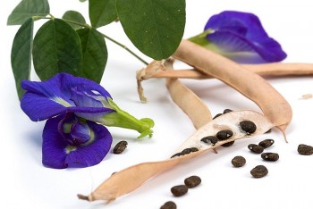 2 bộ phận của cây đậu biếc chứa độc tố, biết mà tránh kẻo “rước hoạ vào thân”