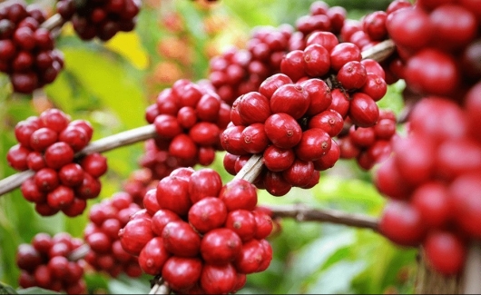 Giá nông sản hôm nay 16/5: Cà phê bật tăng đồng loạt, hồ tiêu tiến sát mốc 77.000 đồng/kg