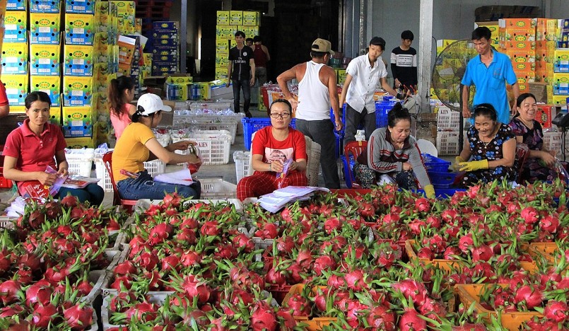 Phân loại thanh long để xuất khẩu ở Bình Thuận (Ảnh minh họa).