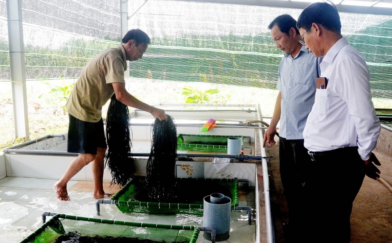 Mô hình nuôi lươn không bùn đã đem lại hiệu quả kinh tế cho gia đình ông Nguyễn Duy Tân.