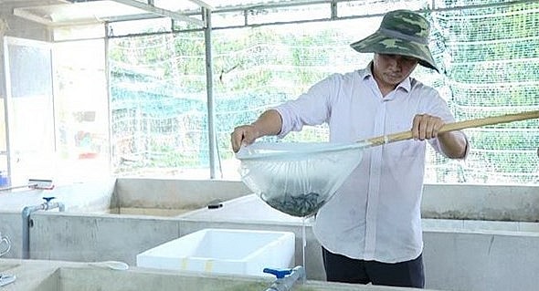 Anh Trần Tấn Giang kiểm tra sinh trưởng của lươn giống.