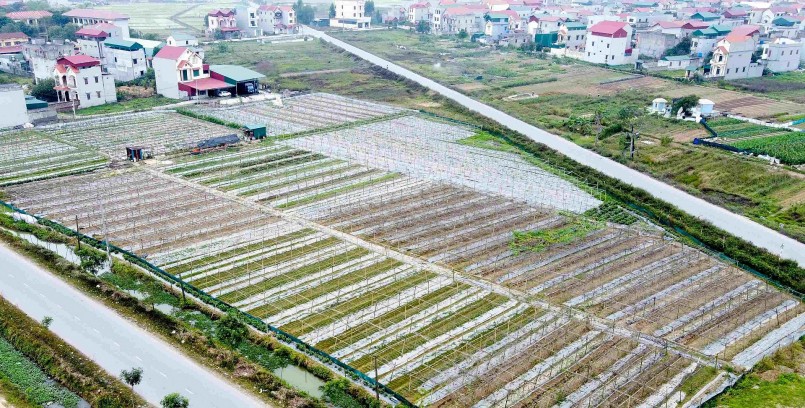 Một góc vùng trồng mướp ở Thuận Thành của anh Tôn.