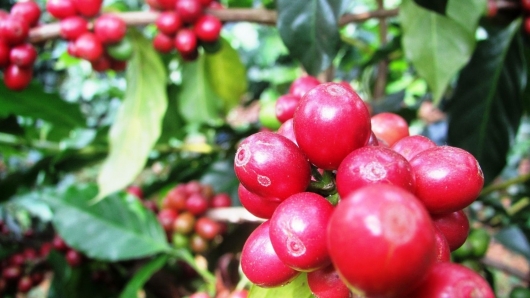 Giá nông sản hôm nay 17/5: Cà phê biến động đẩy Robusta lên đỉnh, hồ tiêu đi ngang