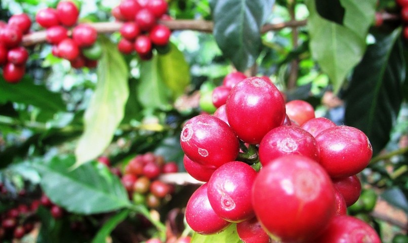 Giá nông sản hôm nay (17/5), cà phê trên thị trường thế giới biến động không đồng nhất. 