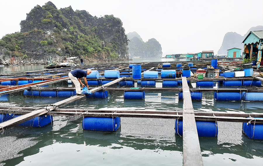 Quảng Ninh phát triển nuôi biển theo các chuỗi liên kết giá trị