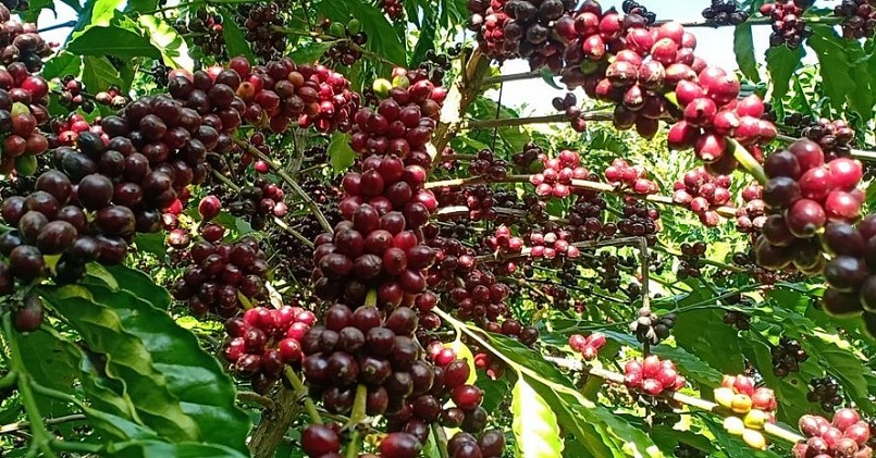Giá nông sản hôm nay 18/5, giá cà phê hôm nay tăng 700 - 900 đồng/kg.