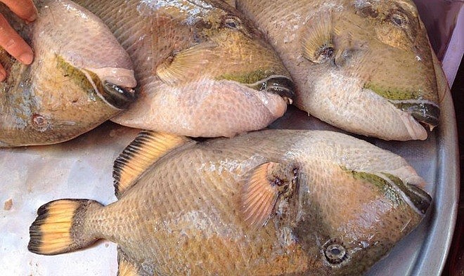 Loài cá có tên độc lạ, xưa ít người ăn nay thành đặc sản cao cấp trong nhà hàng, giá 360.000 đồng/kg