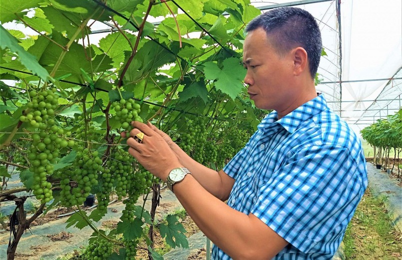 Ông Nguyễn Mạnh Đoàn là người tiên phong trồng nho ở Gia Lộc.