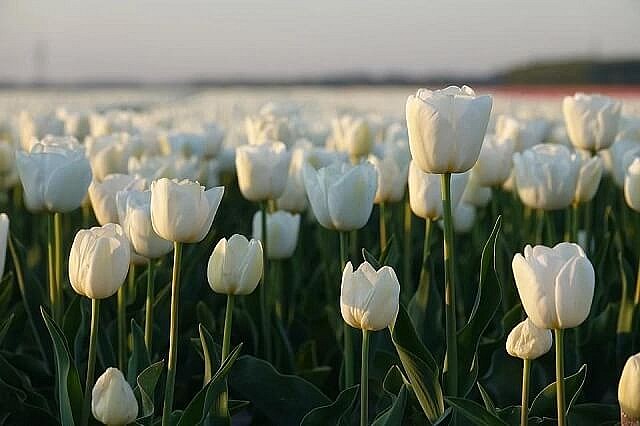 Hoa Tulip - Quốc hoa của Hà Lan với vẻ đẹp rực rỡ